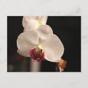 White and Pink Orchid Flower Photo Postcard