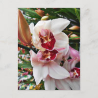 White and Pink Phalaenopsis Orchid