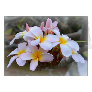 White and Pink Plumeria