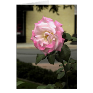 White and Pink Rose