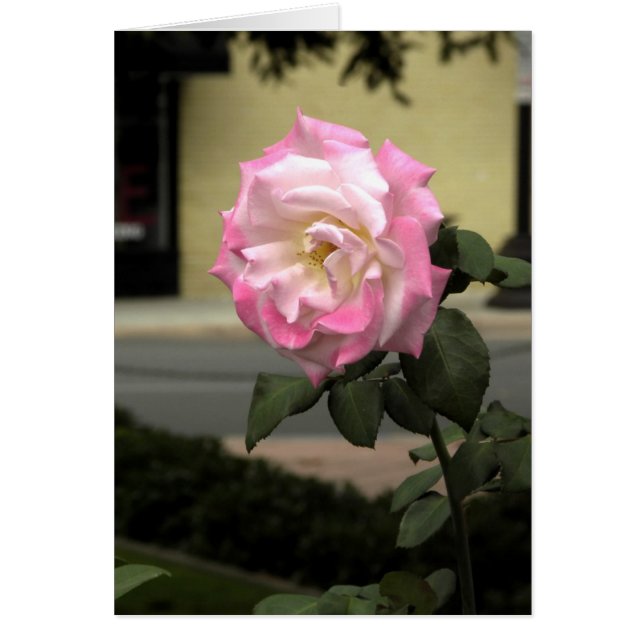White and Pink Rose (Front)