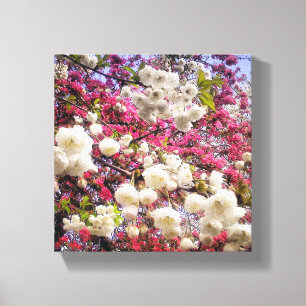 White and pink spring blossom in Wales Canvas Print