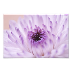White and Purple Flower Photo Print