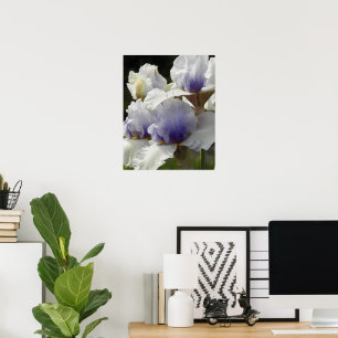White and Purple Iris Blooms Floral Poster