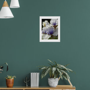 White and Purple Iris Blooms Floral Poster