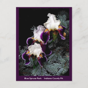 White and Purple Iris Postcard