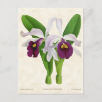 White and Purple Laelia Orchid Vintage Botanical