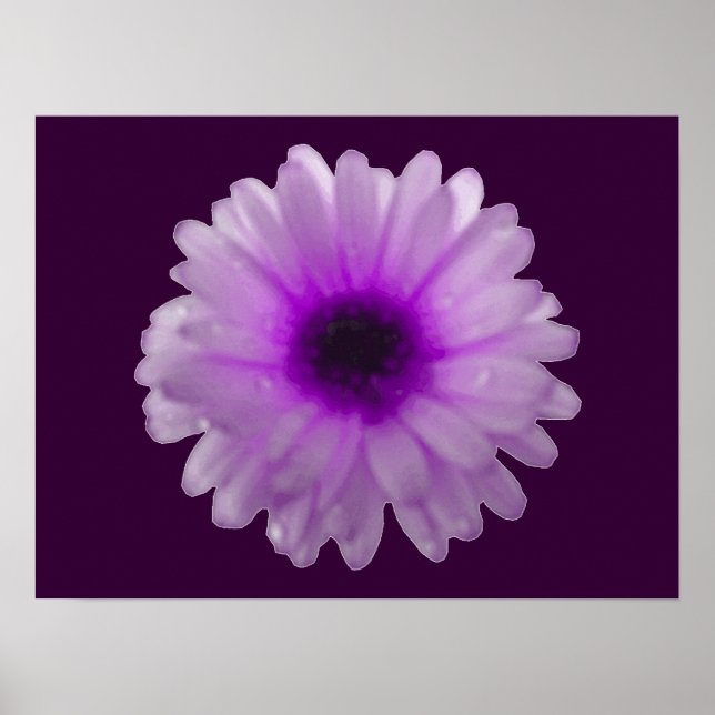 White and Purple Marigold Poster (Front)