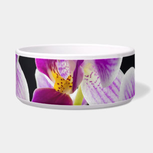 White and purple orchid