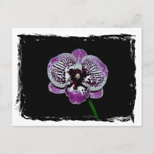 White and Purple Orchid Postcard