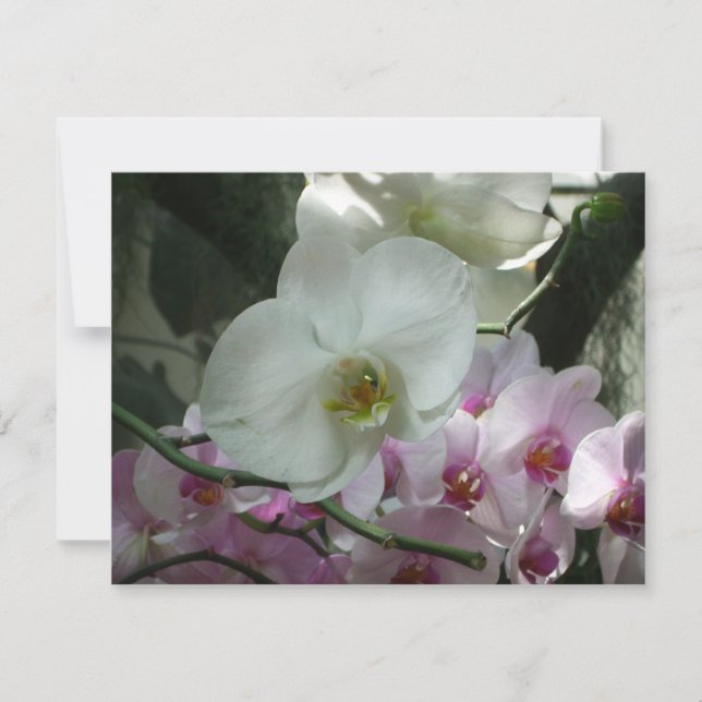 White and Purple Orchids (Front)