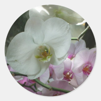 White and Purple Orchids Classic Round Sticker