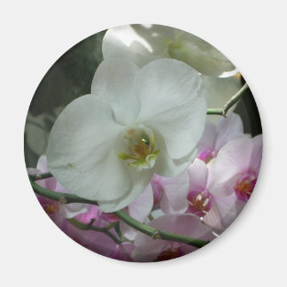 White and Purple Orchids Magnet