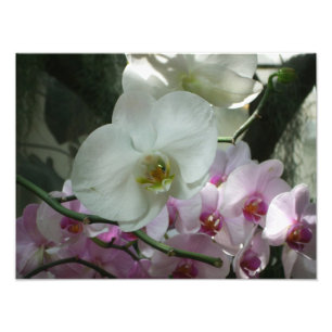 White and Purple Orchids Photo Print