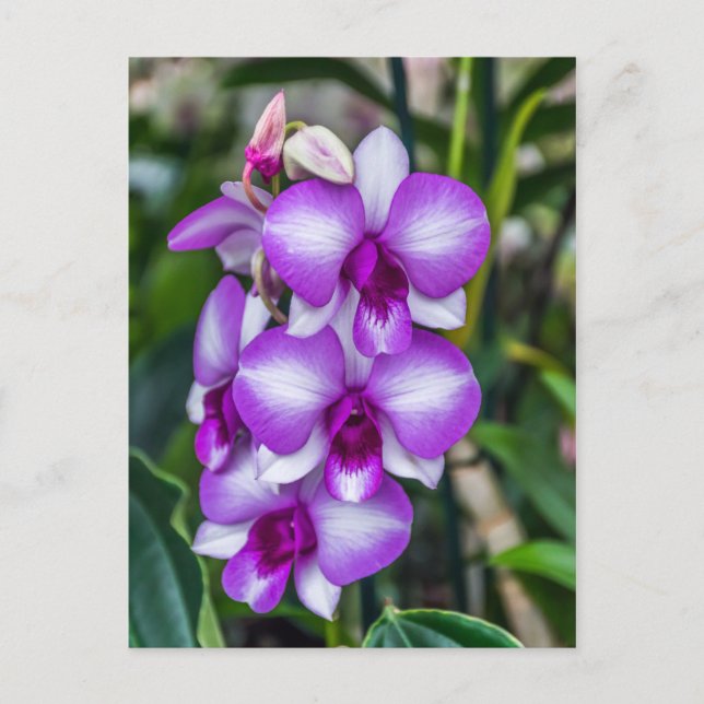 White and purple orchids postcard (Front)