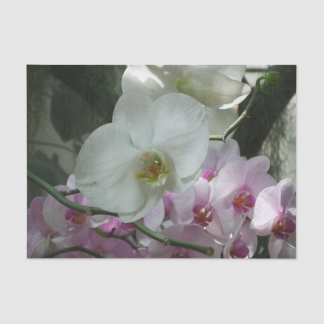White and Purple Orchids Tissue Paper (Front)