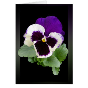 white and purple pansy