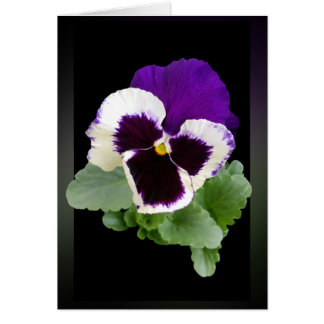 white and purple pansy