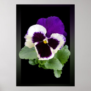 white and purple pansy poster