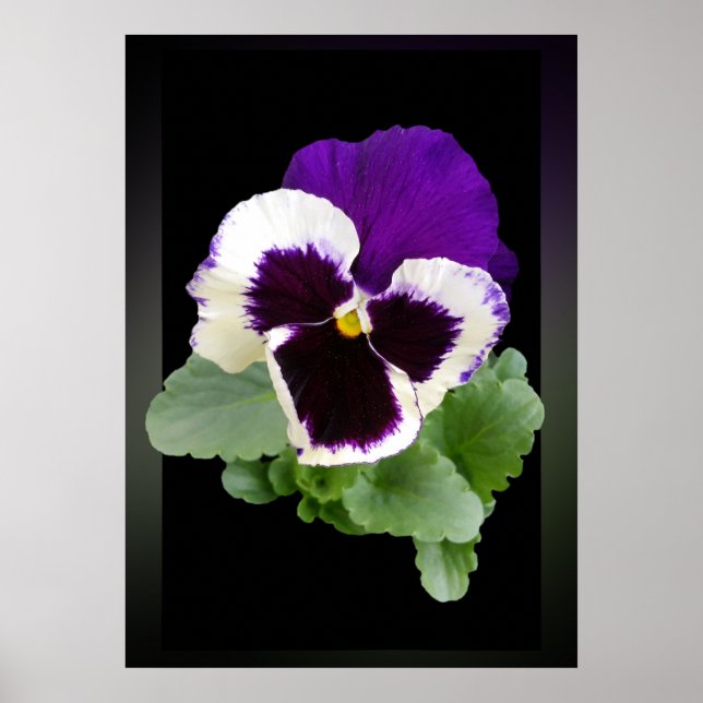white and purple pansy poster (Front)