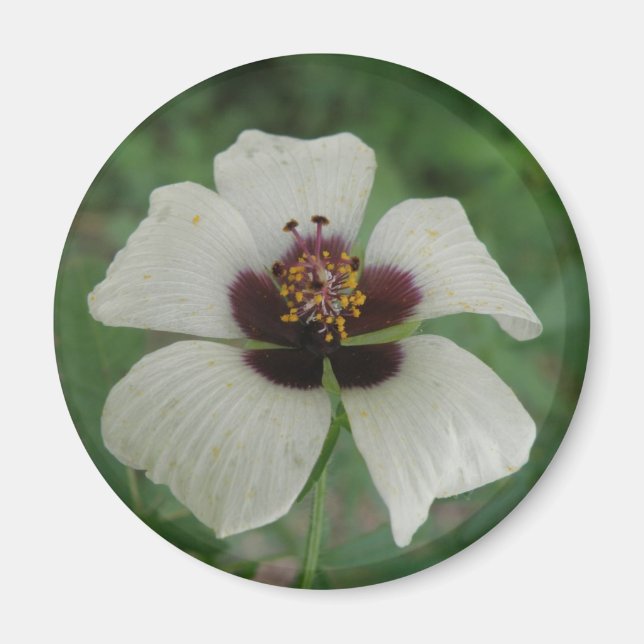 White and Purple Passionflower Magnet (Front)