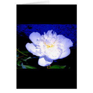 White and purple peony photo