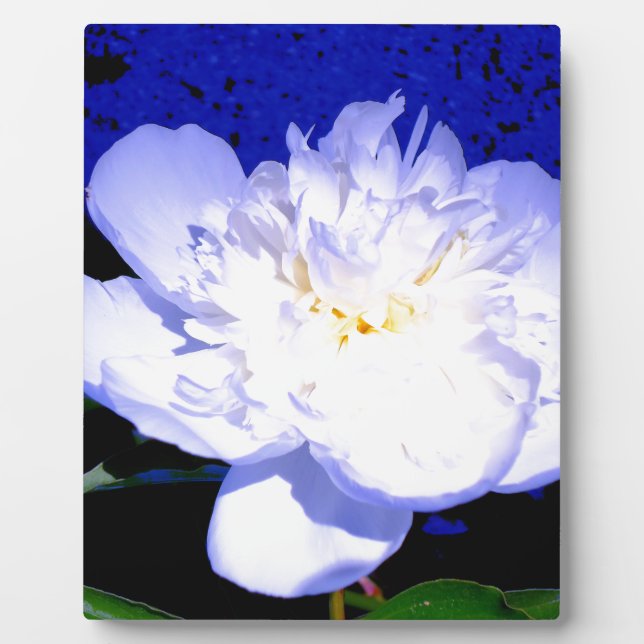 White and purple Peony Plaque (Front)