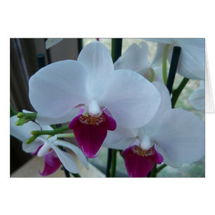 White and Purple Phalaenopsis Orchids