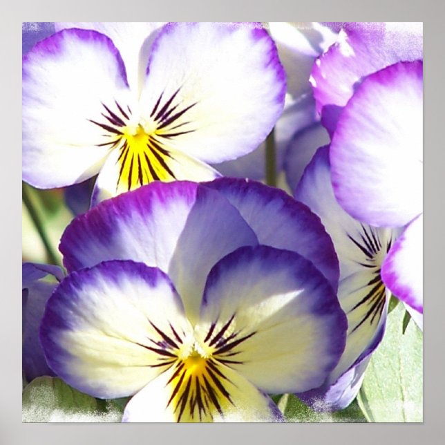 White and Purple Violas Poster (Front)