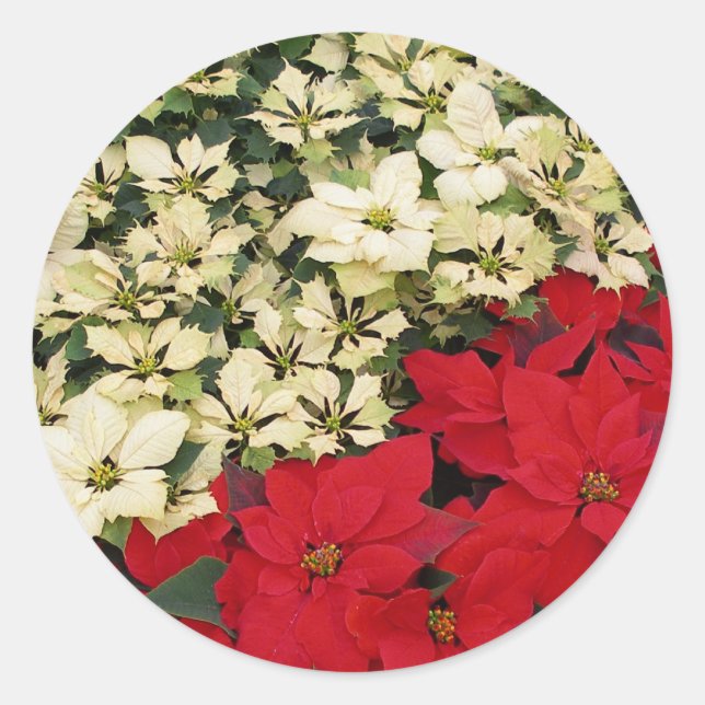 White and Red Poinsettias I Holiday Floral Classic Round Sticker (Front)
