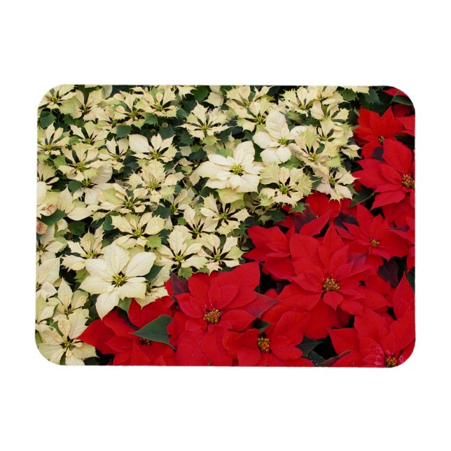 White and Red Poinsettias I Holiday Floral Magnet (Horizontal)