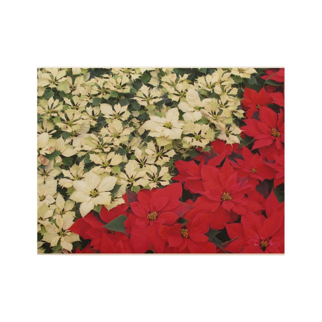 White and Red Poinsettias I Holiday Floral Wood Poster (Front)