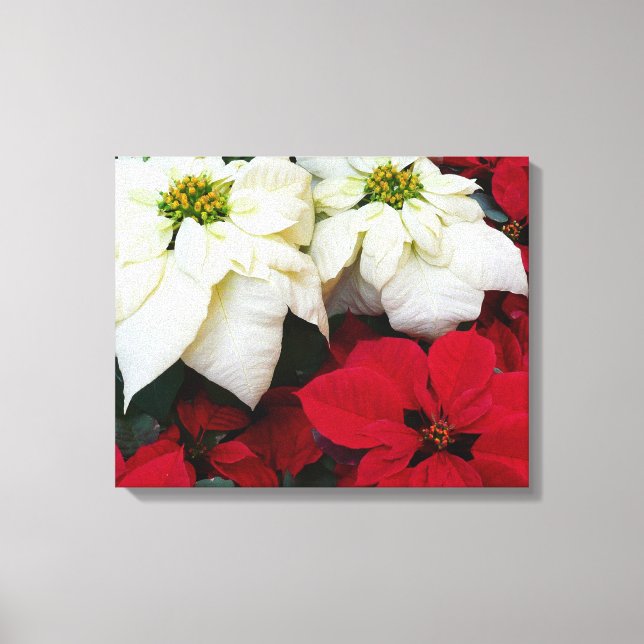 White and Red Poinsettias II Christmas Holiday Canvas Print (Front)