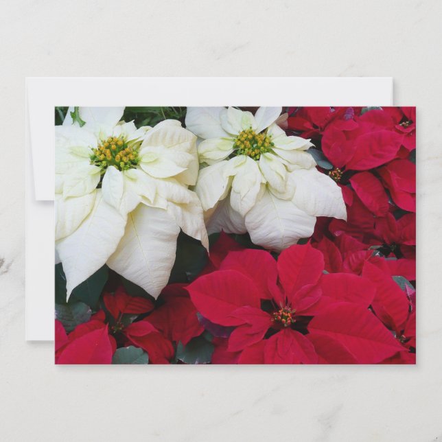White and Red Poinsettias II Christmas Holiday Card (Front)