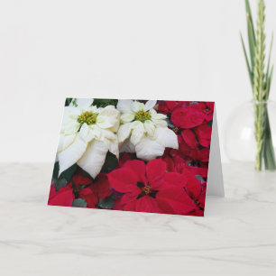 White and Red Poinsettias II Christmas Holiday Card