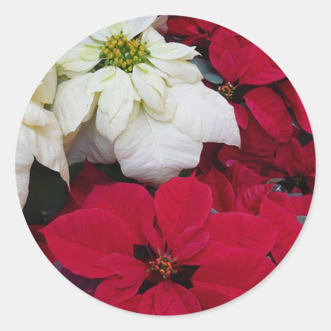 White and Red Poinsettias II Christmas Holiday Classic Round Sticker (Front)