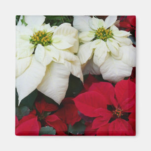 White and Red Poinsettias II Christmas Holiday Magnet