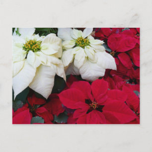 White and Red Poinsettias II Christmas Holiday Postcard