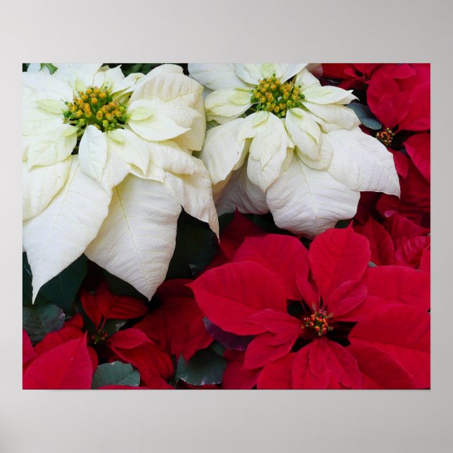 White and Red Poinsettias II Christmas Holiday Poster (Front)