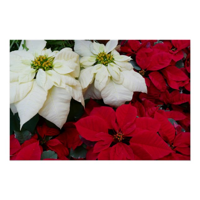 White and Red Poinsettias II Christmas Holiday Poster (Front)