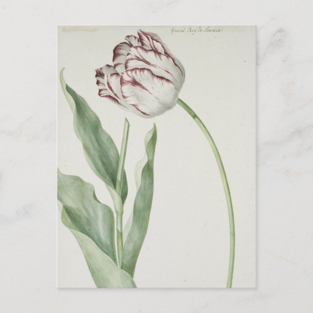 White and Red Tulip Vintage Fine Art Postcard  (Front)