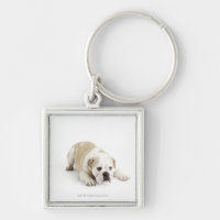 White and tan bulldog