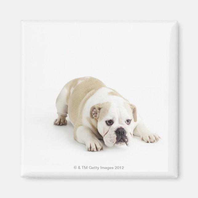 White and tan bulldog magnet (Front)