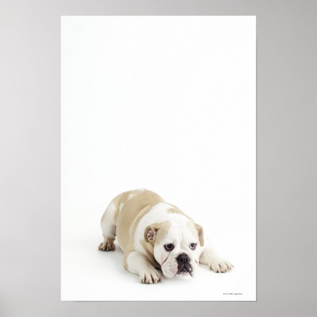 White and tan bulldog poster (Front)