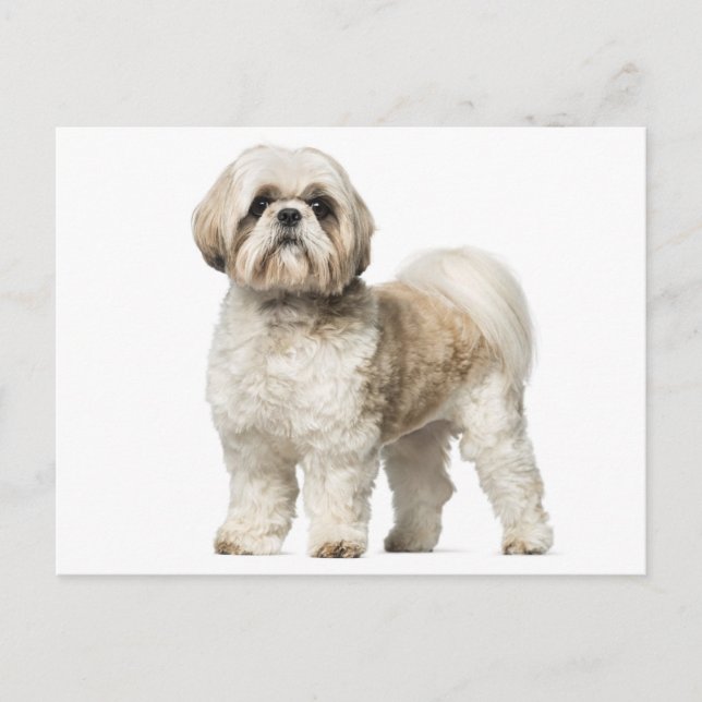 White And Tan Shih Tzu Puppy Dog Postcard (Front)