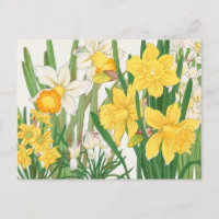 White and Yellow Daffodil Flowers Garden Delight