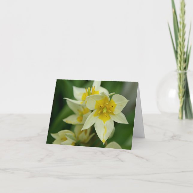 White and Yellow Flower Notecard (Front)