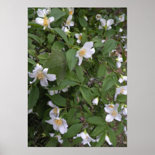 White and Yellow Flowers Photograph Poster