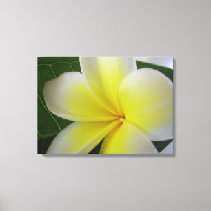 White And Yellow Frangipani Flower Canvas Print