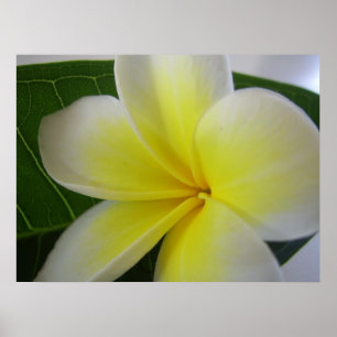 White And Yellow Frangipani Flower Poster